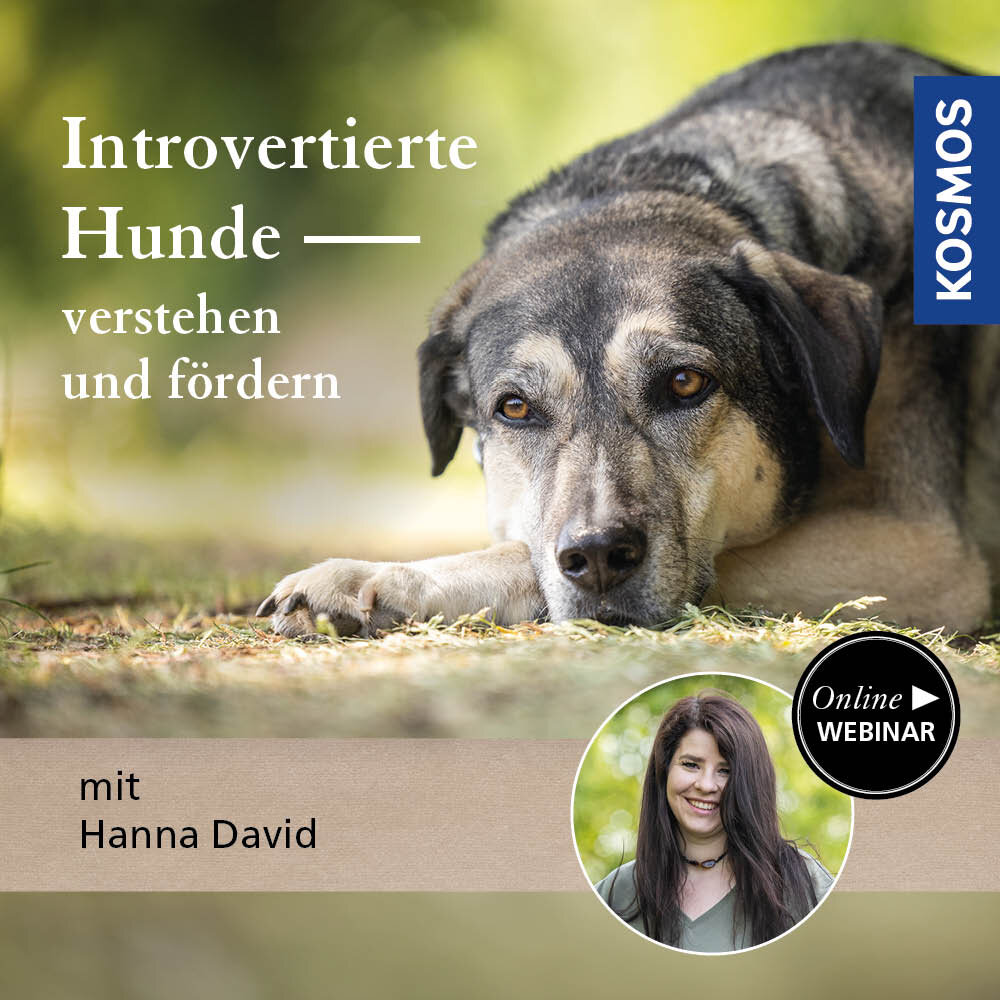 Introvertierte Hunde verstehen und fördern
